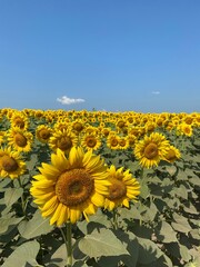 Obraz premium Ukrainian sunflowers, summer - 2021.