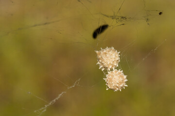 Southern Black Widow Spider Eggs - Latrodectus mactans