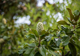 Fototapeta premium green magnolia fruit