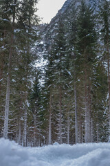 snow covered pine forest