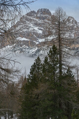 snow covered trees