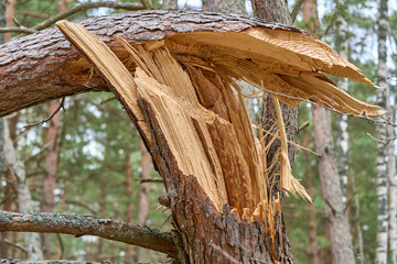 Big broken pine tree in the forest after the hurricane. Close-up shot macro.