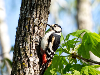 Woodpecker of Hokkaido Great spotted woodpecker