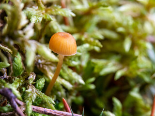 close-up macro photo of a tiny mycena mushroom on a forest ground