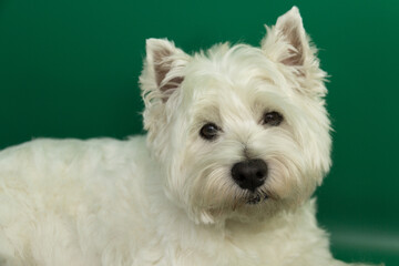 West highland white terrier dog face on green background
