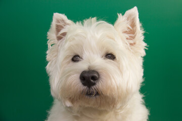 West highland white terrier dog face on green background