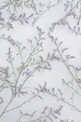 スターチスの背景