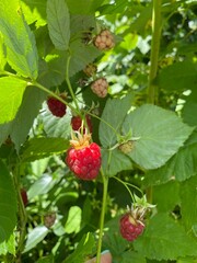 Gifts of nature for human health.