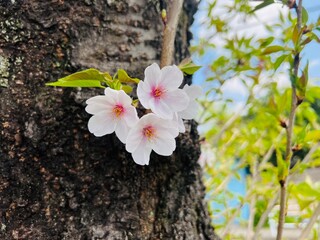 tree blossom