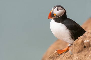 Atlantic puffin (Fratercula arctica) closeup portrait. Cute British bird portrait in spring. 