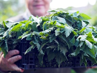 An elderly woman holds a bunch of mint or lemon balm in her hands. Collection and harvesting of...