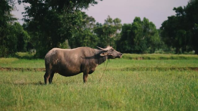 Thai buffalo eating grass in country.