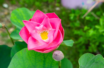Lotus flowers that were blooming in the morning. Soft focus