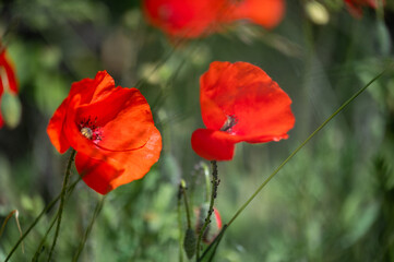 Fischerhüttenidylle in Hoste Frankreich