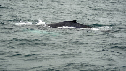 Obraz premium Humpback whale in Machalilla National Park, off the coast of Puerto Lopez, Ecuador