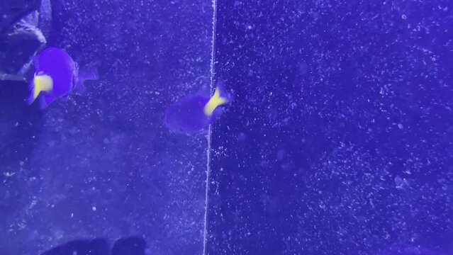 Gelbe Lippfische und Gelbschwanzdemoselle im Meerwasseraquarium.