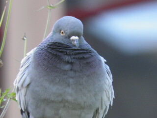 Close-up de una paloma gris en Asturias.