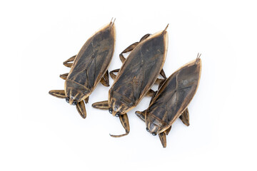 three female eggs giant water bug cooked by steaming ready to eat isolated on white background.