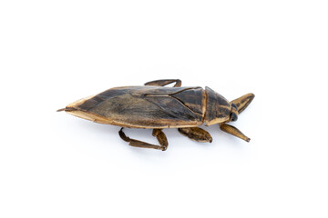 female eggs giant water bug cooked by steaming ready to eat isolated on white background.