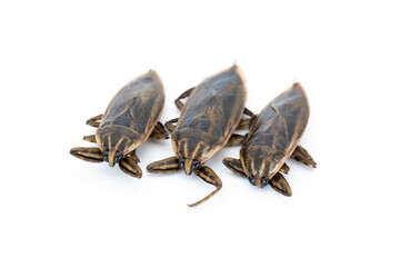 three female eggs giant water bug cooked by steaming ready to eat isolated on white background.