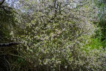 Fototapeta na wymiar Blossoming cherry tree in the garden.
