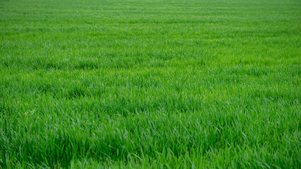 Green field of young wheat.