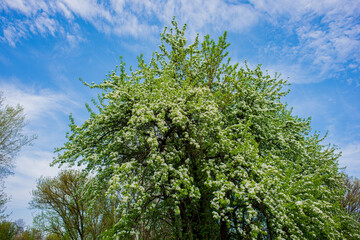 Blossoming pear tree in the garden.