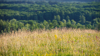 Ears and stems of dry grass on a blurred forest background. Web banner.