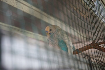 selective focus of a parakeet perched on a tree trunk in a large cage