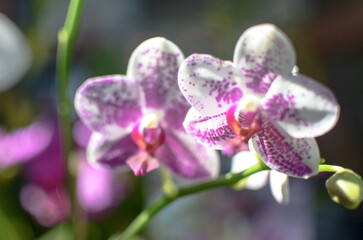 Fototapeta na wymiar Orquídea florecida, flor en la naturaleza de orquídea 