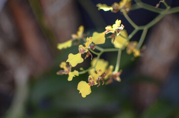 Orqu&iacute;dea florecida, flor en la naturaleza de orqu&iacute;dea 