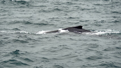 Fototapeta premium Humpback whale in Machalilla National Park, off the coast of Puerto Lopez, Ecuador