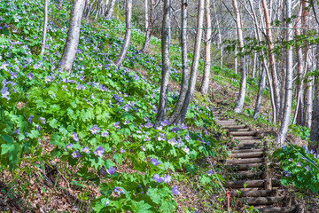 シラネアオイの群生地