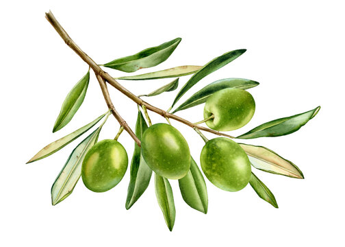 Green olives on big branch. Watercolor ripe fruits with leaves. Realistic botanical painting with fresh olives. Hand drawn isolated food design element