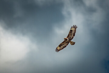 Buzzard in flight
