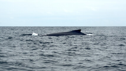 Fototapeta premium Humpback whale in Machalilla National Park, off the coast of Puerto Lopez, Ecuador