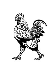 Hand-drawn vector rooster isolated on white background, domestic animal, grahical element