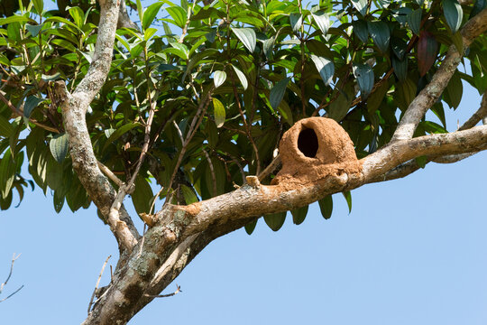 Casa de João-de-barro localizada em árvore na região rural em Juatuba, Minas Gerais, Brasil.
