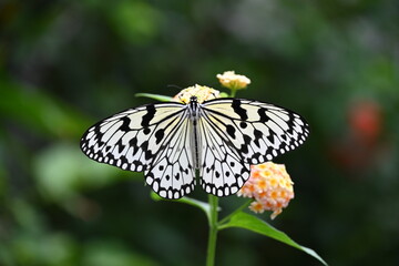 まだら模様のきれいな蝶が羽を広げている