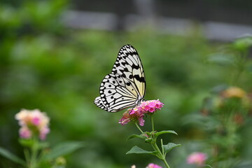 Fototapeta na wymiar まだら模様のきれいな蝶がお花に止まっている