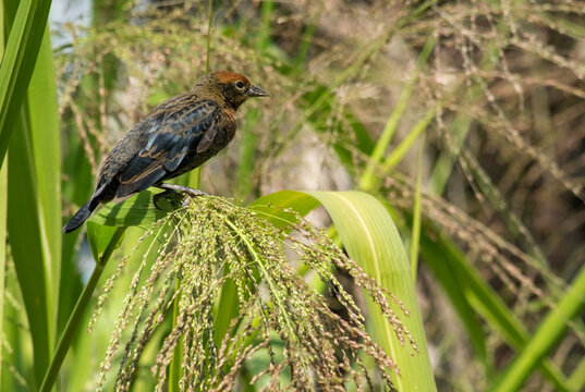Foto de Garibaldi, ave originária dos países sul-americanos, habitantes dos pântanos e pastagens. Esse visto em área de sítios em Juatuba, Minas Gerais, Brasil.