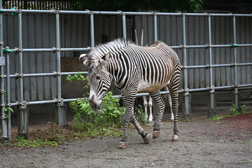 多摩動物公園の縞模様のきれいなシマウマ