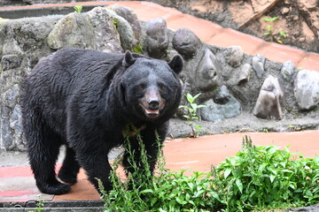 多摩動物公園のかわいい熊さんが見ている