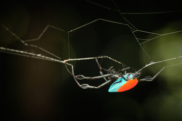 Red-and-blue Opadometa Leucauge sarawakensis