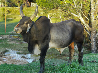 Grande touro da raça guzerá de fazenda localizada na região rural do bairro Jardim das Oliveiras, município de Esmeraldas, Minas Gerais, Brasil.