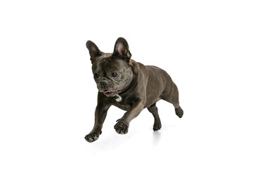 Studio shot of little purebred dog, black color French bulldog running isolated over white background. Concept of activity, pets, care, vet, love, animal life.