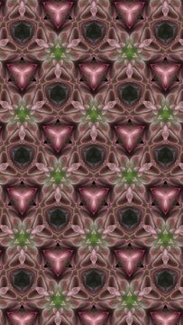 Organic kaleidoscope of time lapse of blooming pink cactus