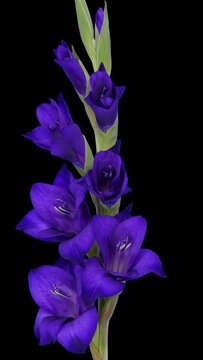 Time lapse of opening purple gladiolus flower with ALPHA transparency channel isolated on black background, vertical orientation
