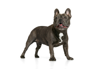 Portrait of beautiful small dog, black color French bulldog posing isolated over white background. Concept of activity, pets, care, vet, love, animal life.