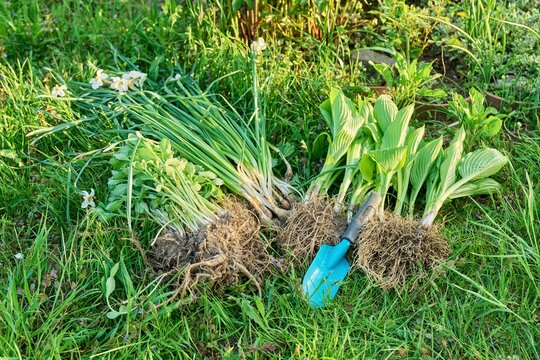 Spring season, planting division of plant bushes.